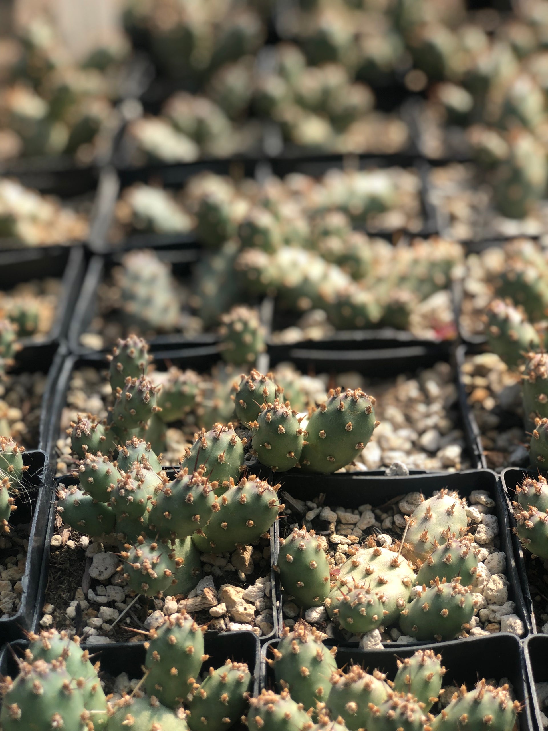 brittle prickly pear cactus Opuntia fragilis 'Little Gray Mound' – Cistus Nursery