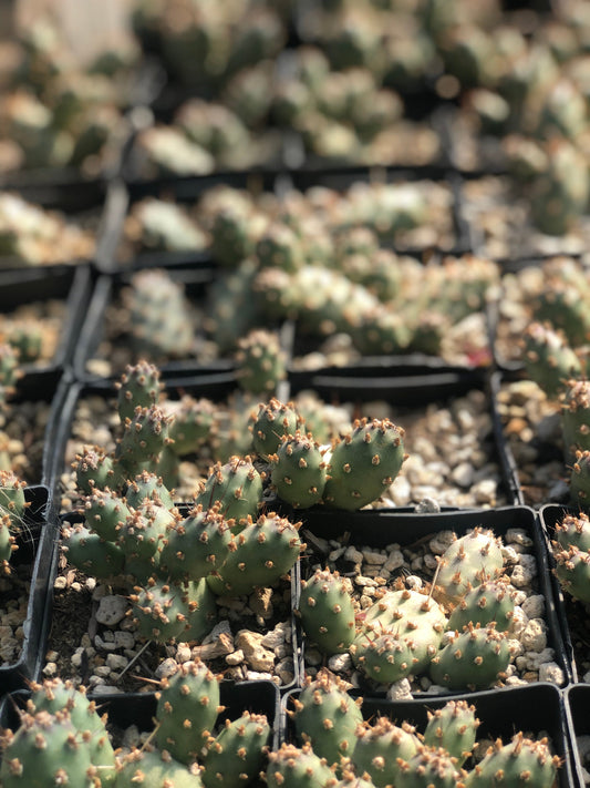 *RETAIL - Opuntia fragilis 'Little Gray Mound'