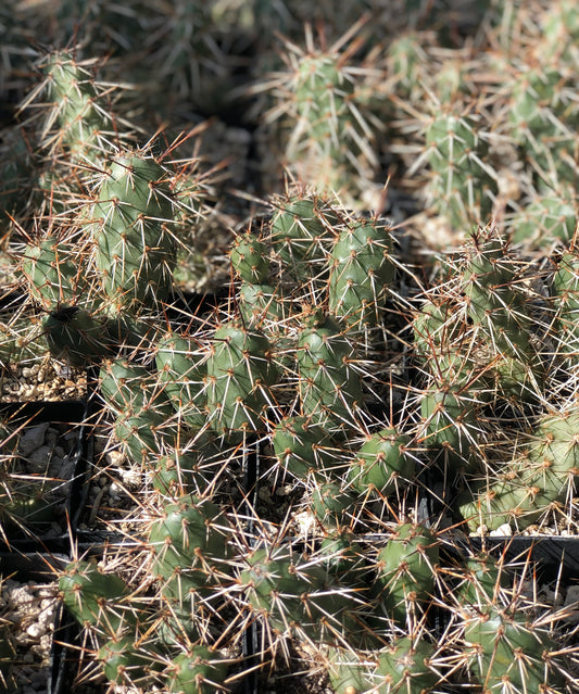 Opuntia fragilis 'Red Butte'