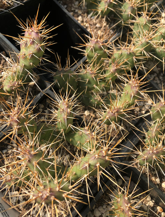 Opuntia fragilis [Whidbey Island]