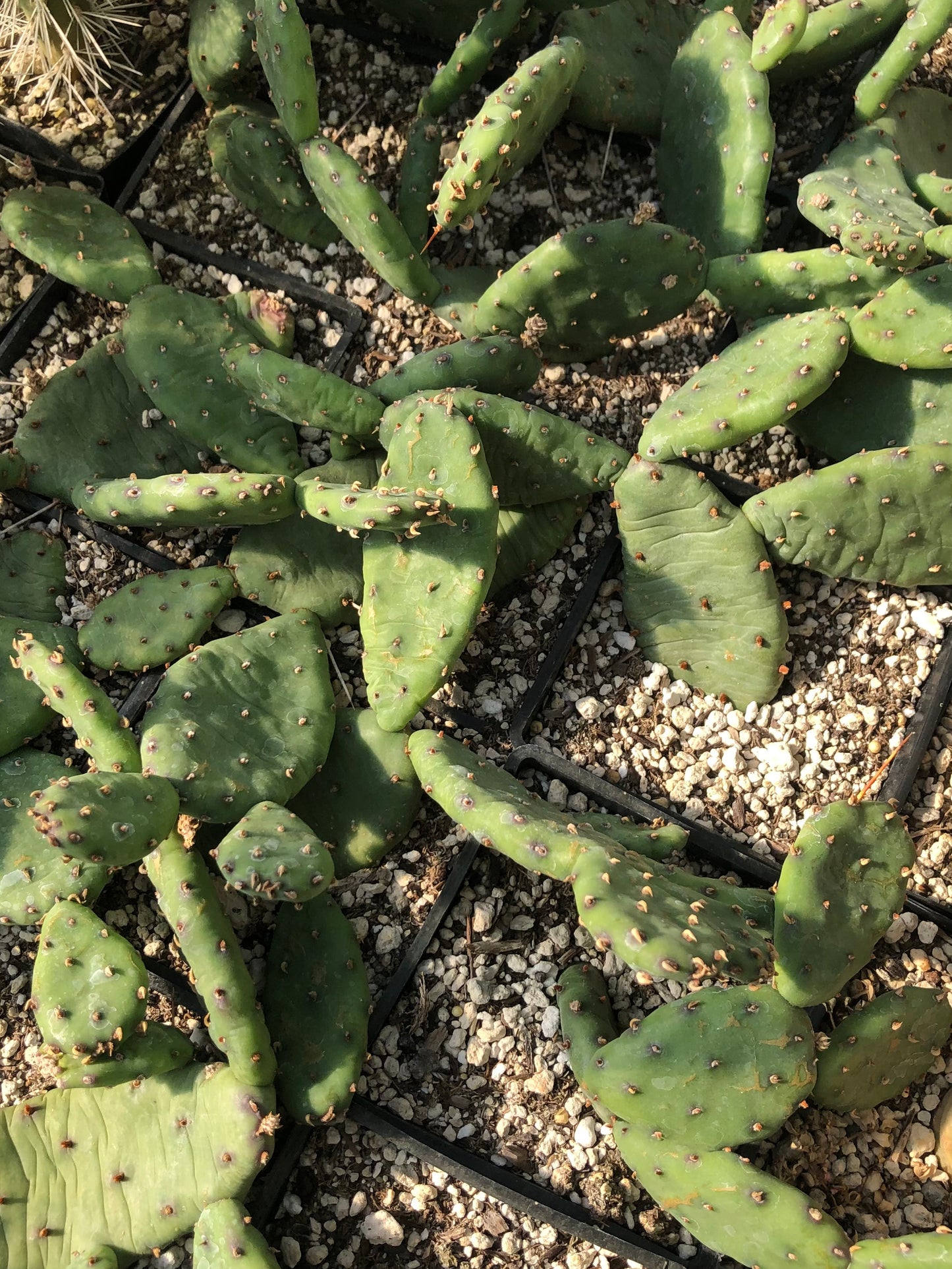 elongated prickly pear cactus Opuntia humifusa