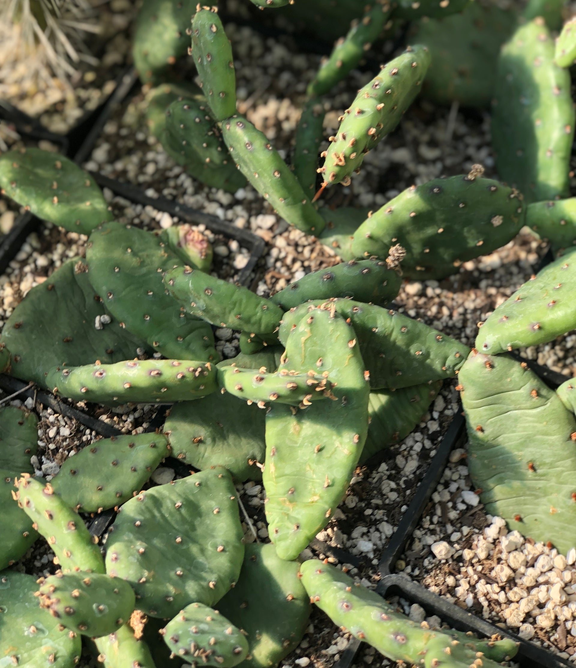 Opuntia humifusa