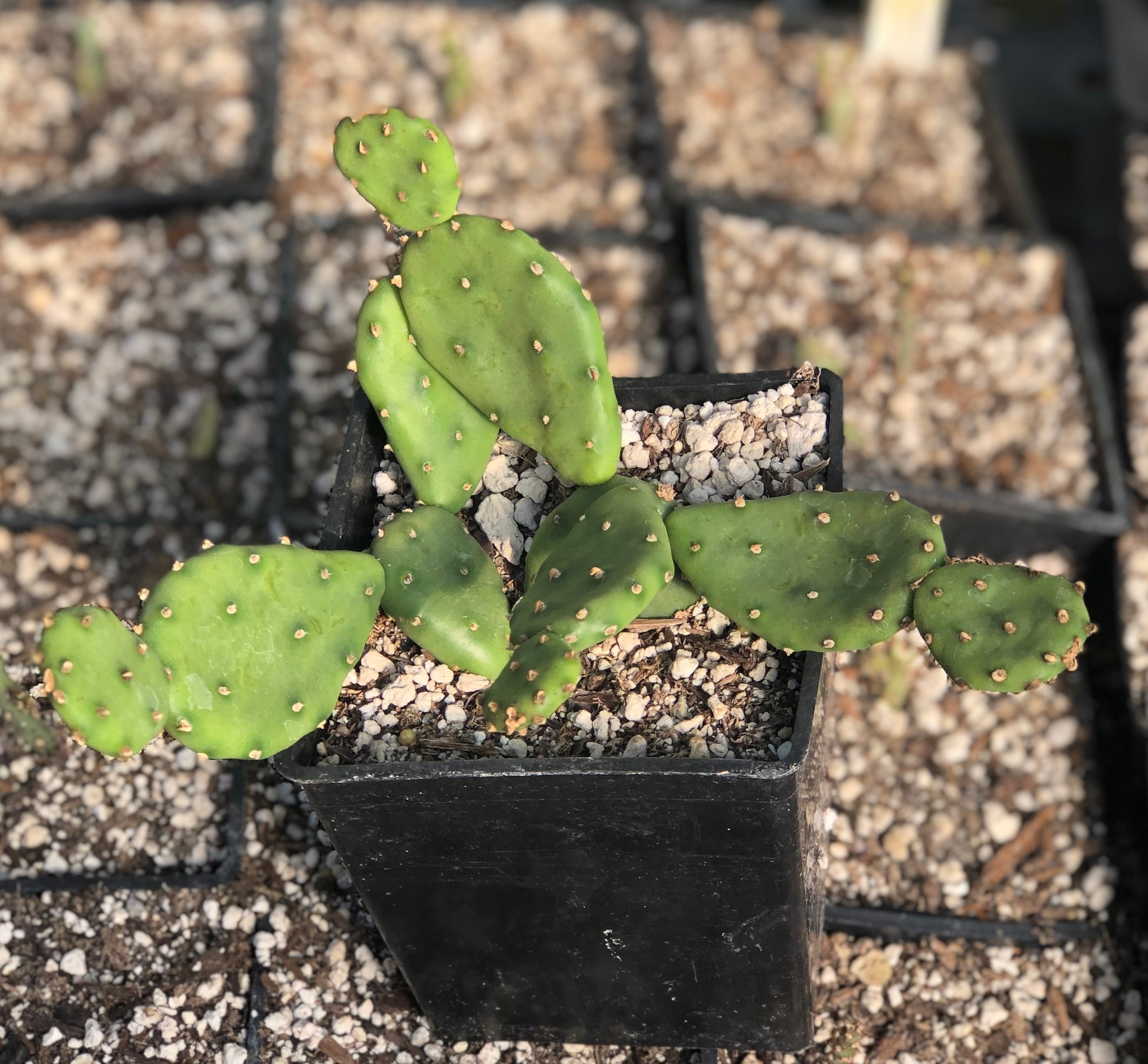 buy prickly pear cactus online Opuntia humifusa