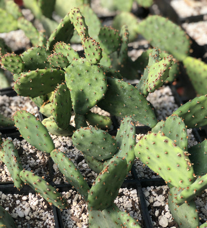 Opuntia humifusa x macrorhiza