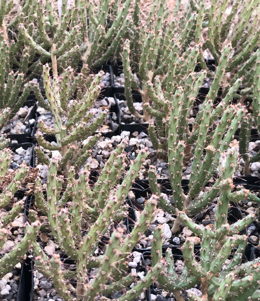 *RETAIL - Opuntia leptocaulis 'Barnhart'