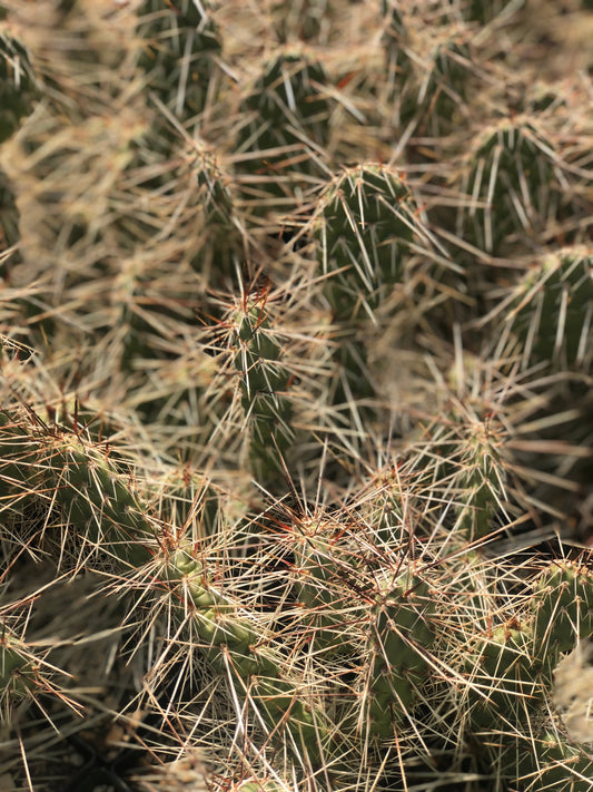 *RETAIL - Opuntia phaeacantha 'Little Millard'