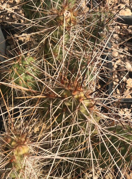 *RETAIL - Opuntia polyacantha 'Imnaha Gold'