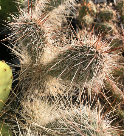 Opuntia polyacantha 'Imnaha Sunset'