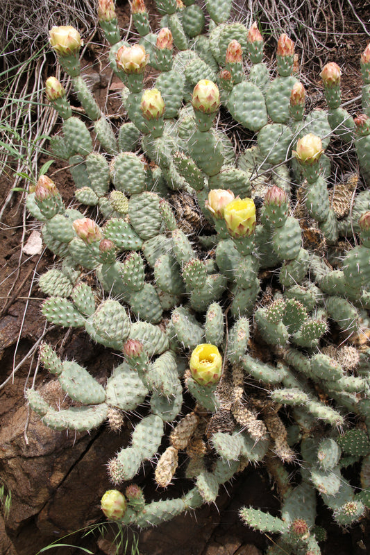 *RETAIL - Opuntia polyacantha 'Imnaha Blue'