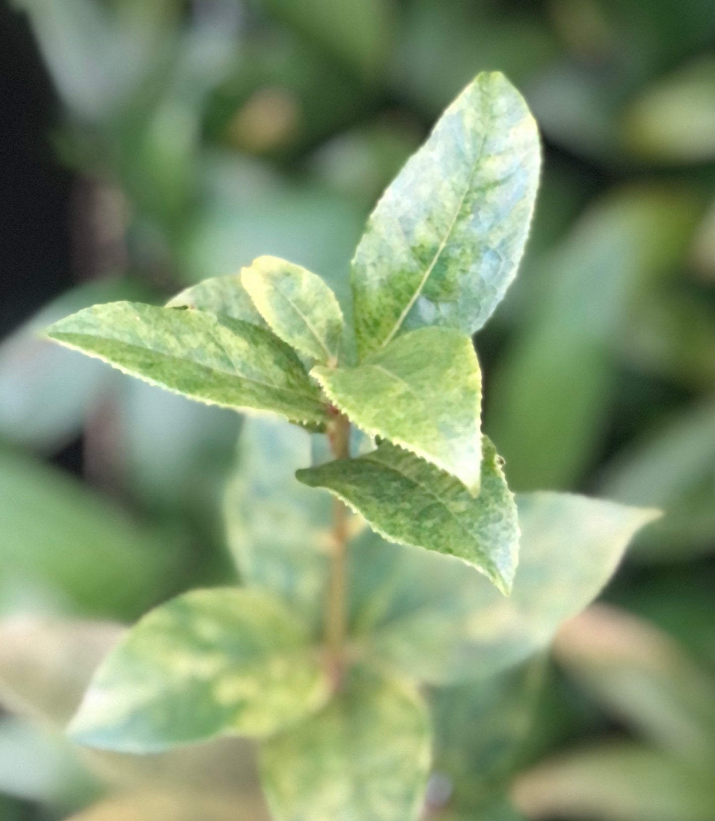 Osmanthus fragrans 'Marble'