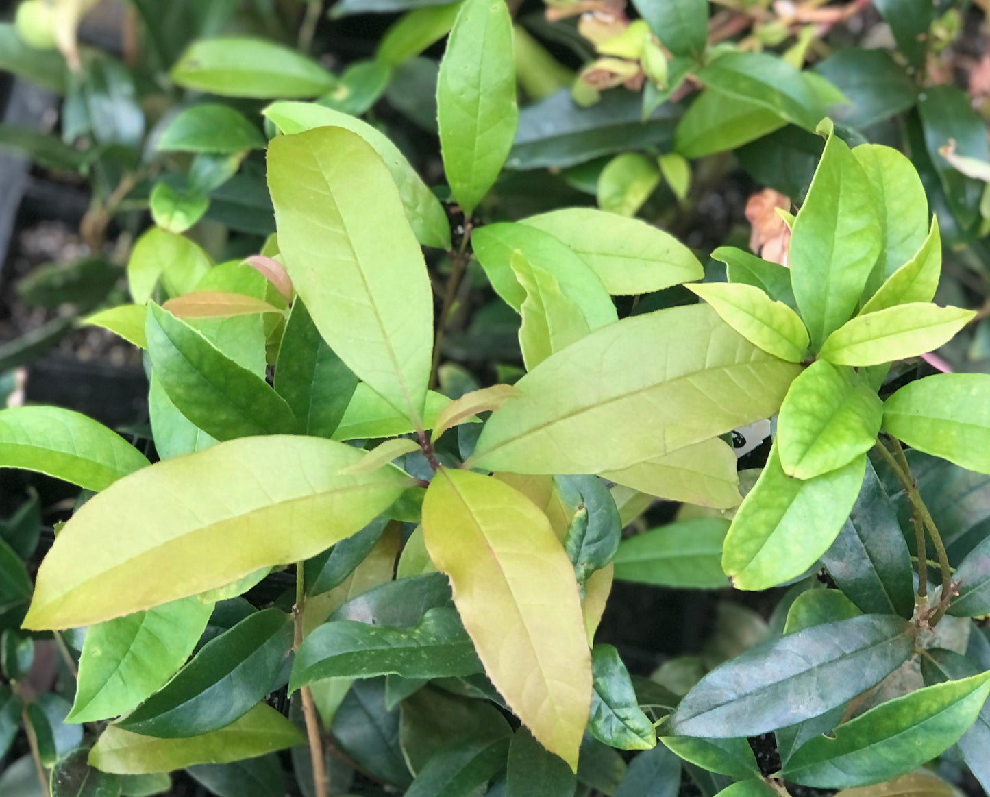 Osmanthus fragrans - Nanjing selection