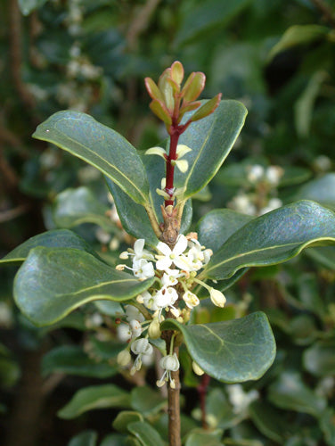 Osmanthus heterophyllus 'Rotundifolius'