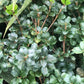 Osmanthus heterophyllus 'Rotundifolius'