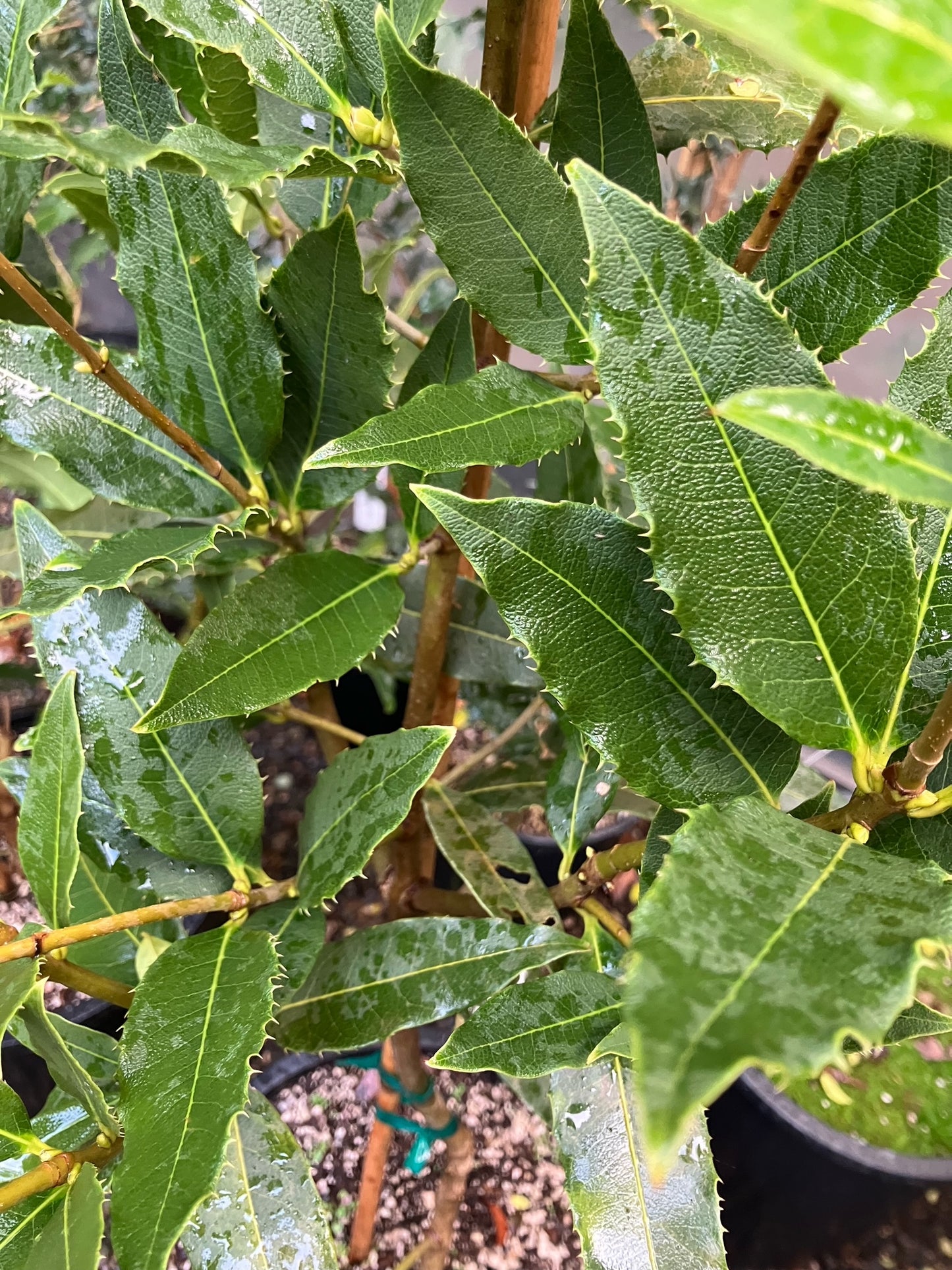 *RETAIL - Osmanthus yunnanensis