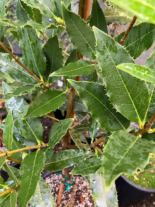 *RETAIL - Osmanthus yunnanensis
