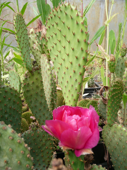 *RETAIL - Opuntia basilaris 'Kelly's Choice'