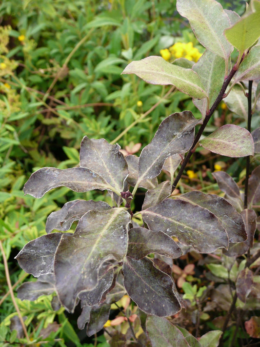 *RETAIL - Pittosporum tenuifolium 'Atropurpureum'