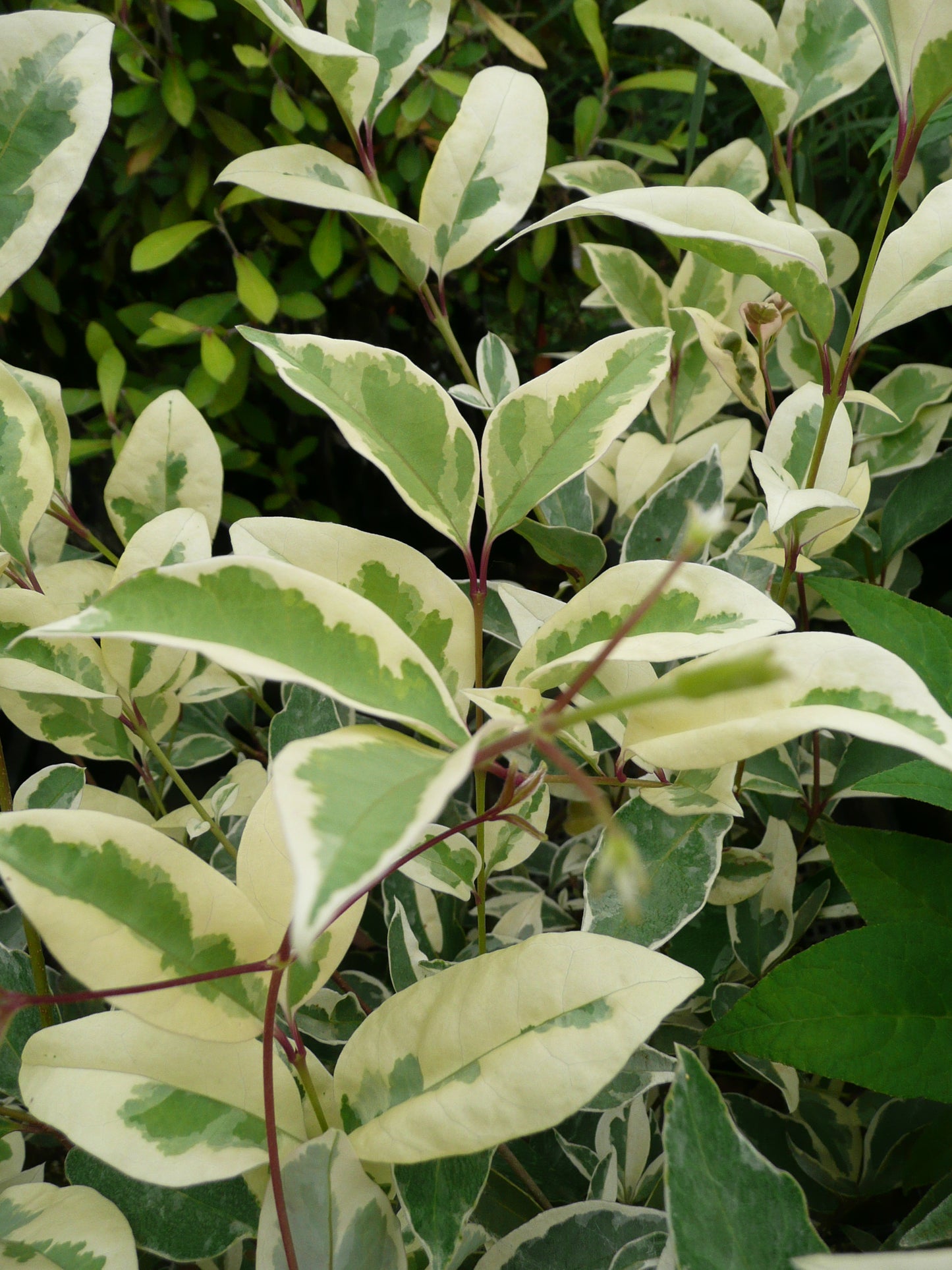 *RETAIL - Ligustrum lucidum 'Variegata'