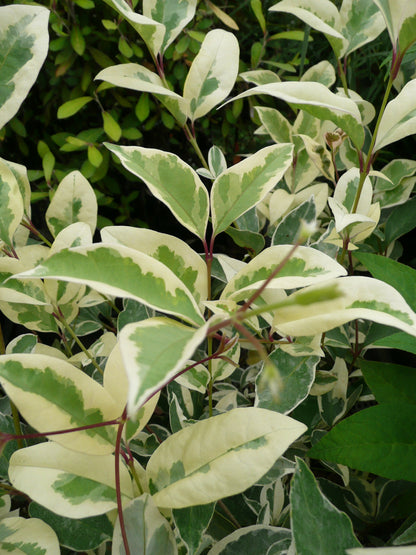*RETAIL - Ligustrum lucidum 'Variegata'