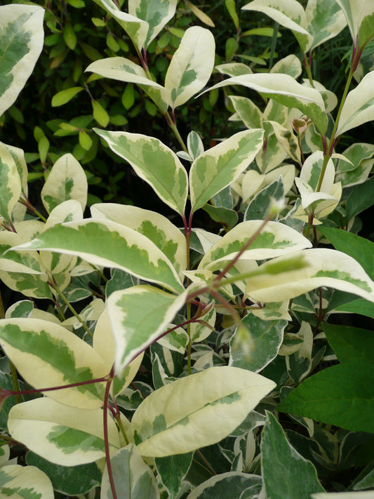 *RETAIL - Ligustrum lucidum 'Variegata'