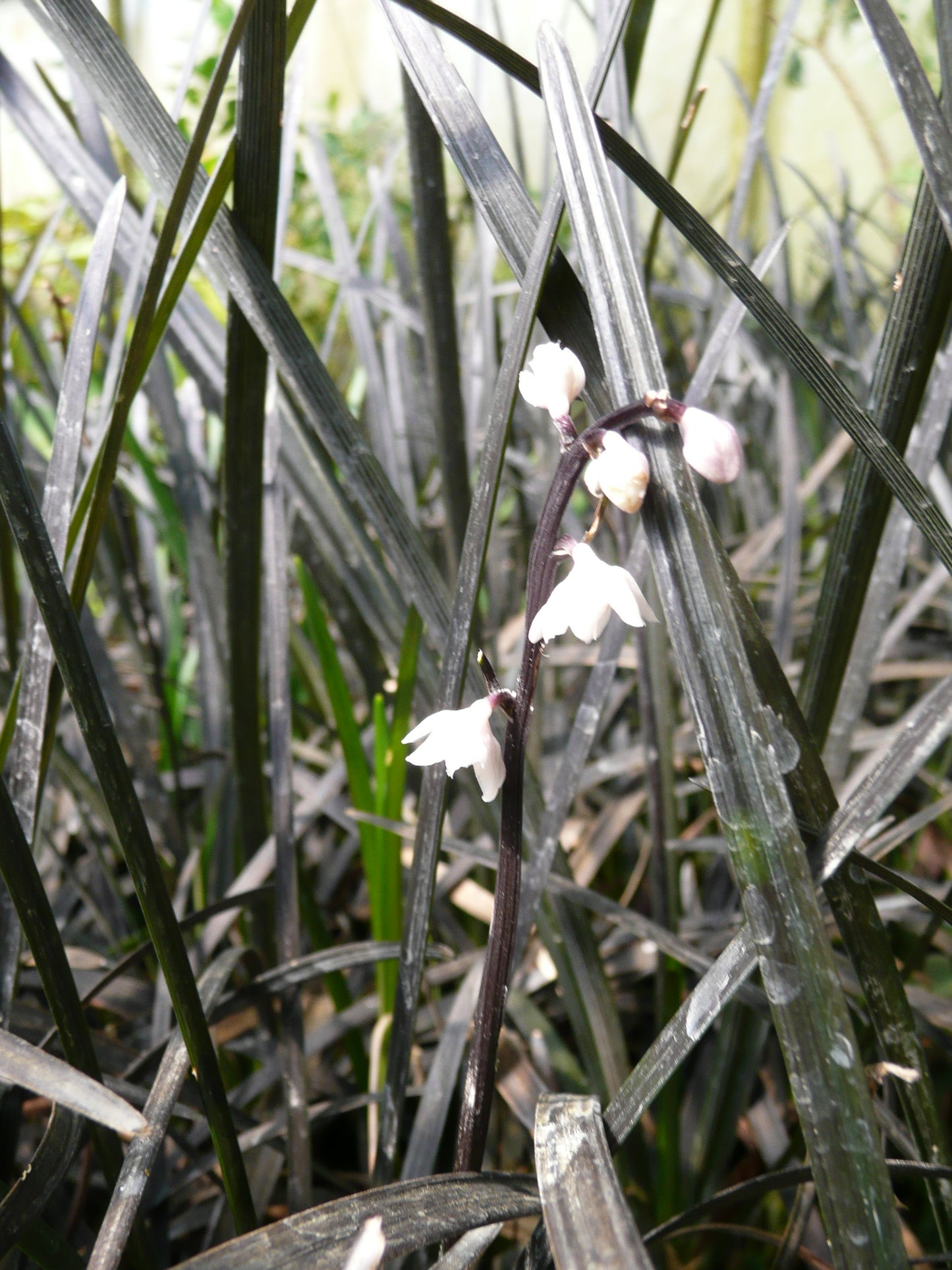 Ophiopogon planiscapus 'Teague's Black'