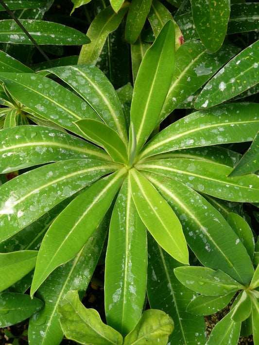 Euphorbia stygiana