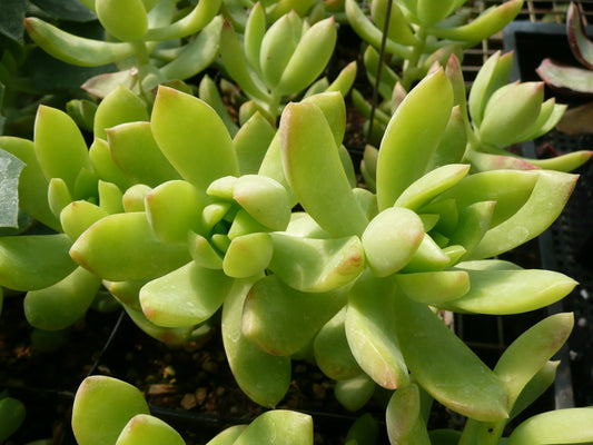 *RETAIL - Sedum nussbaumerianum