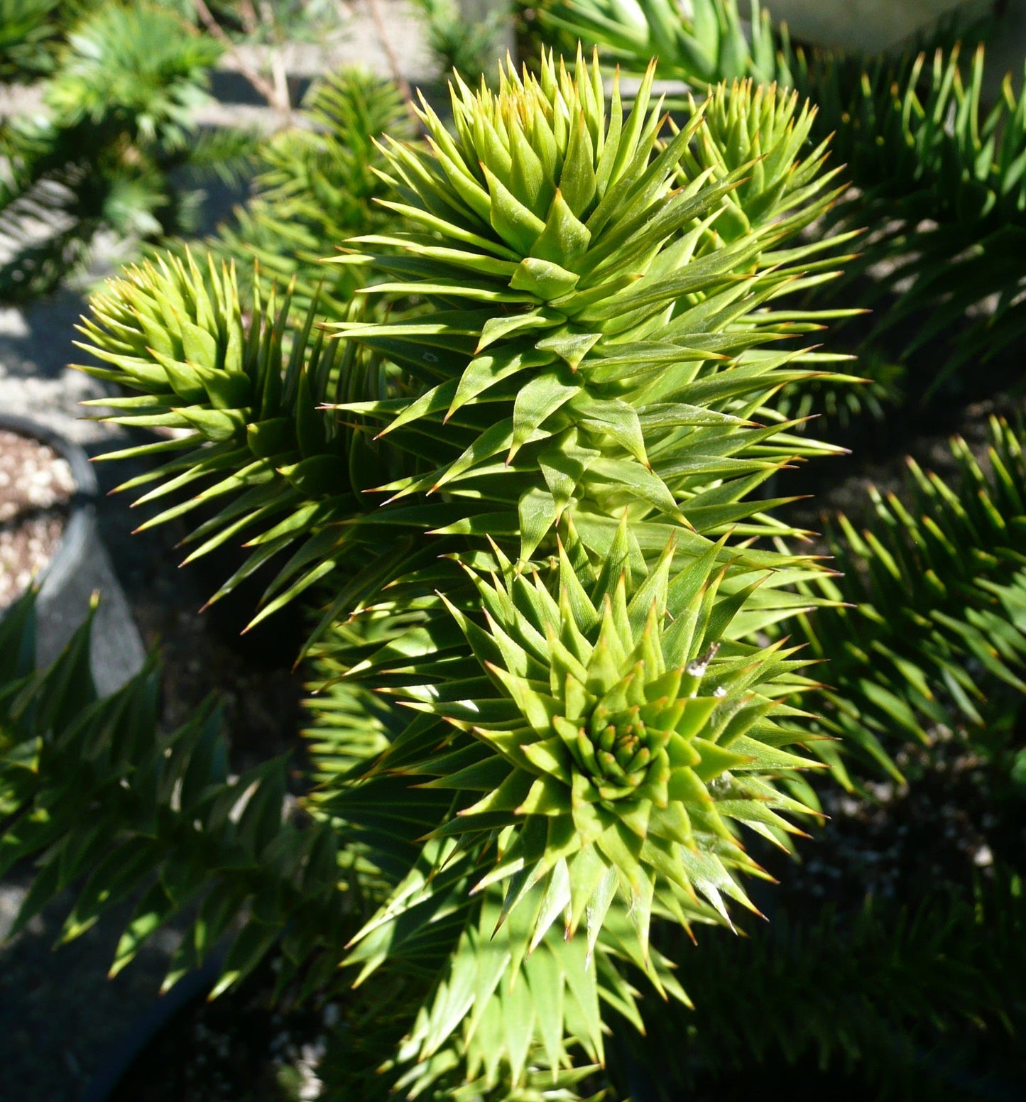 Araucaria araucana