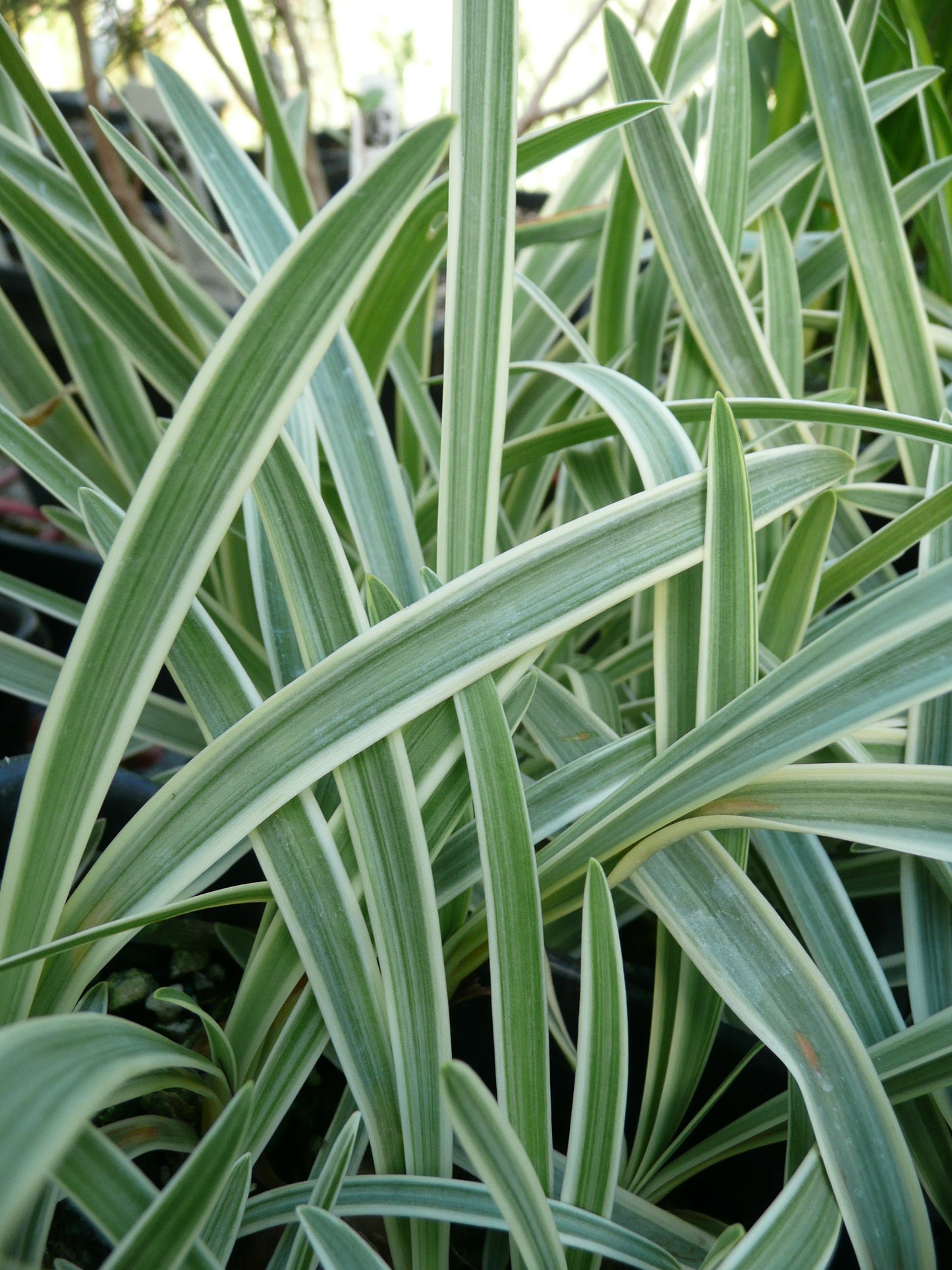 Agapanthus 'Midnight Sun'