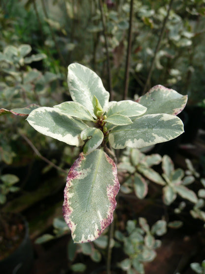 Pittosporum tenuifolium 'Elizabeth'