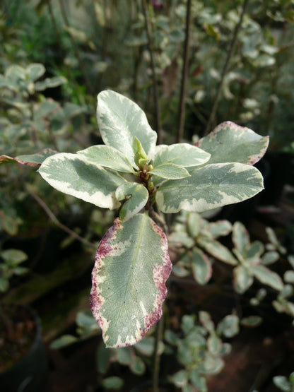 *RETAIL - Pittosporum tenuifolium 'Elizabeth'