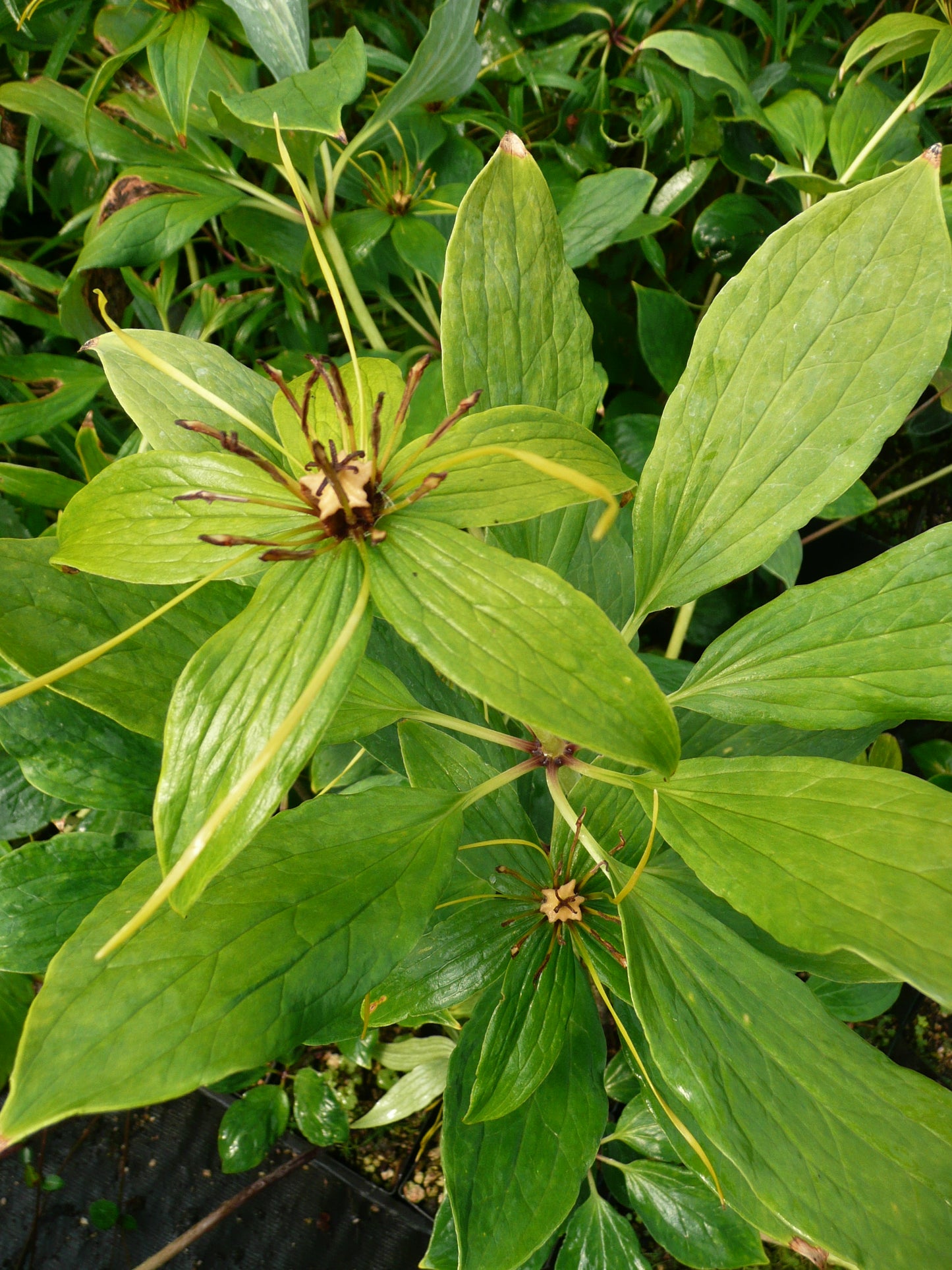 Paris polyphylla - Heronswood form