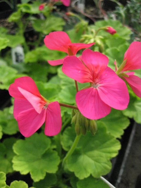 Pelargonium 'Persian Queen'