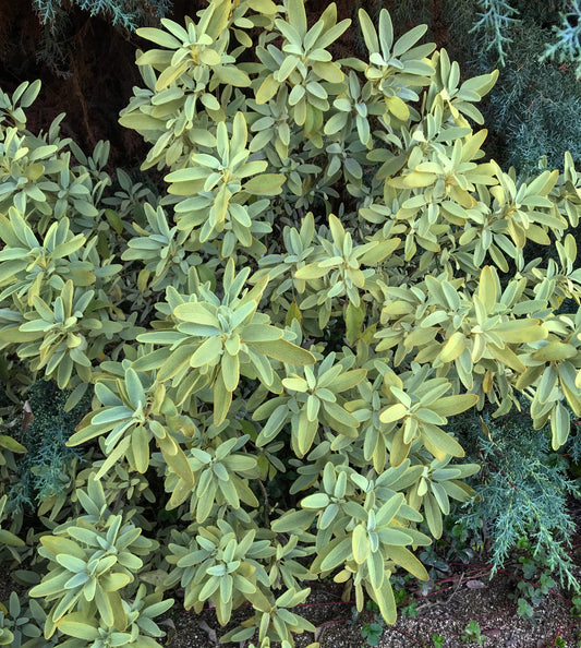 *RETAIL - Phlomis monocephala