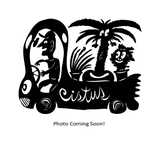 *RETAIL - Carex secta