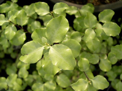 Pittosporum tenuifolium 'Silver Ruffles'