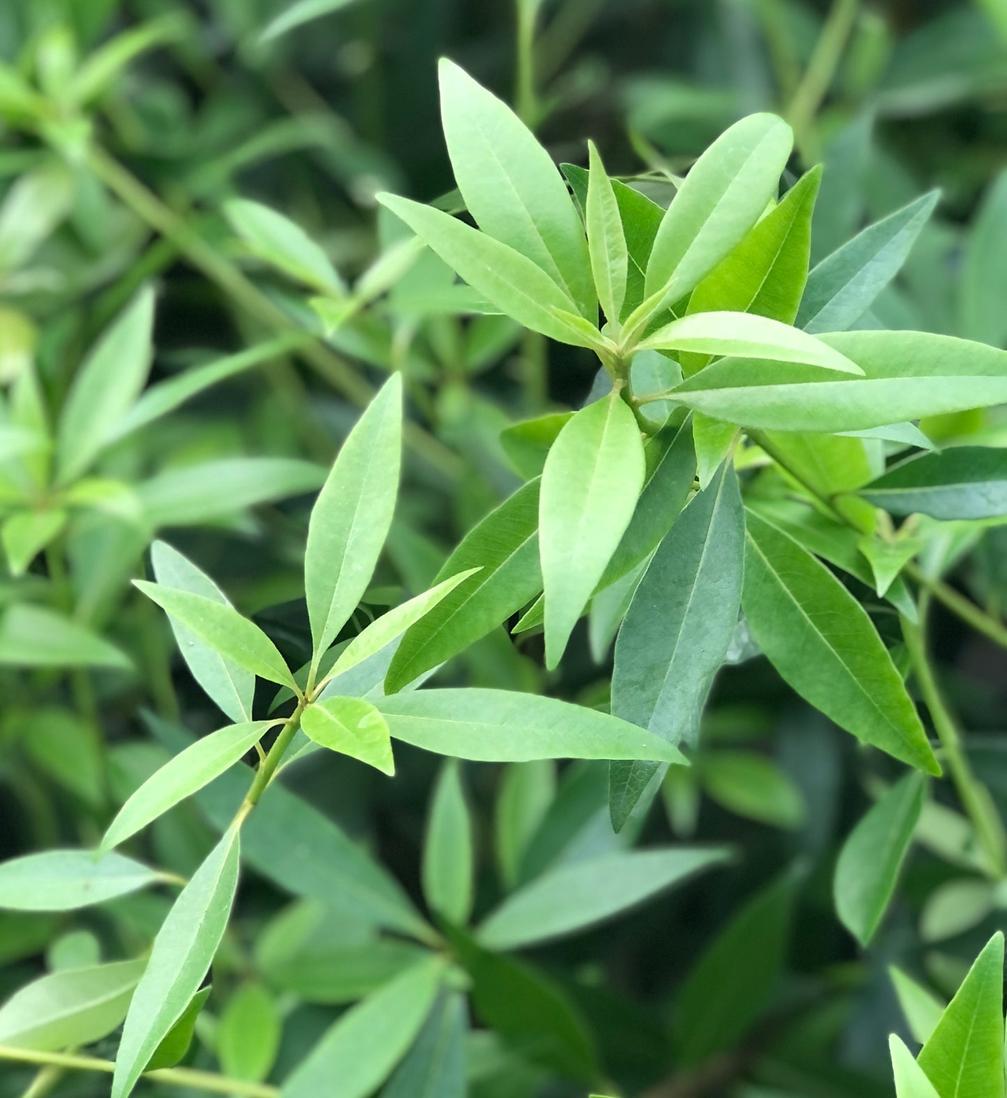 Pittosporum x 'Sappy'