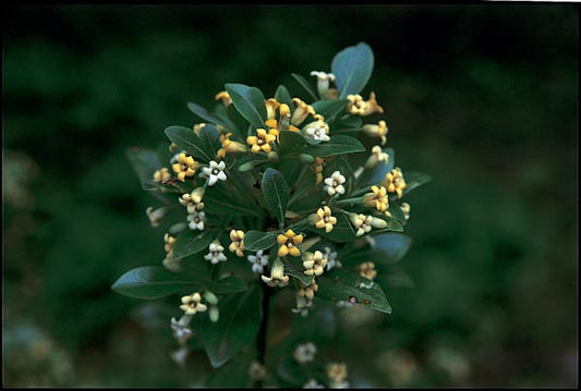 *RETAIL - Pittosporum heterophyllum