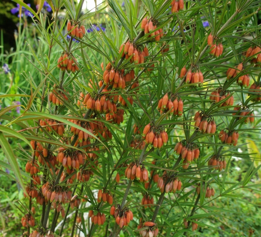 Polygonatum kingianum [red flowered form]