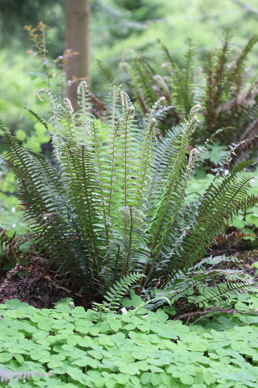 *RETAIL - Polystichum munitum