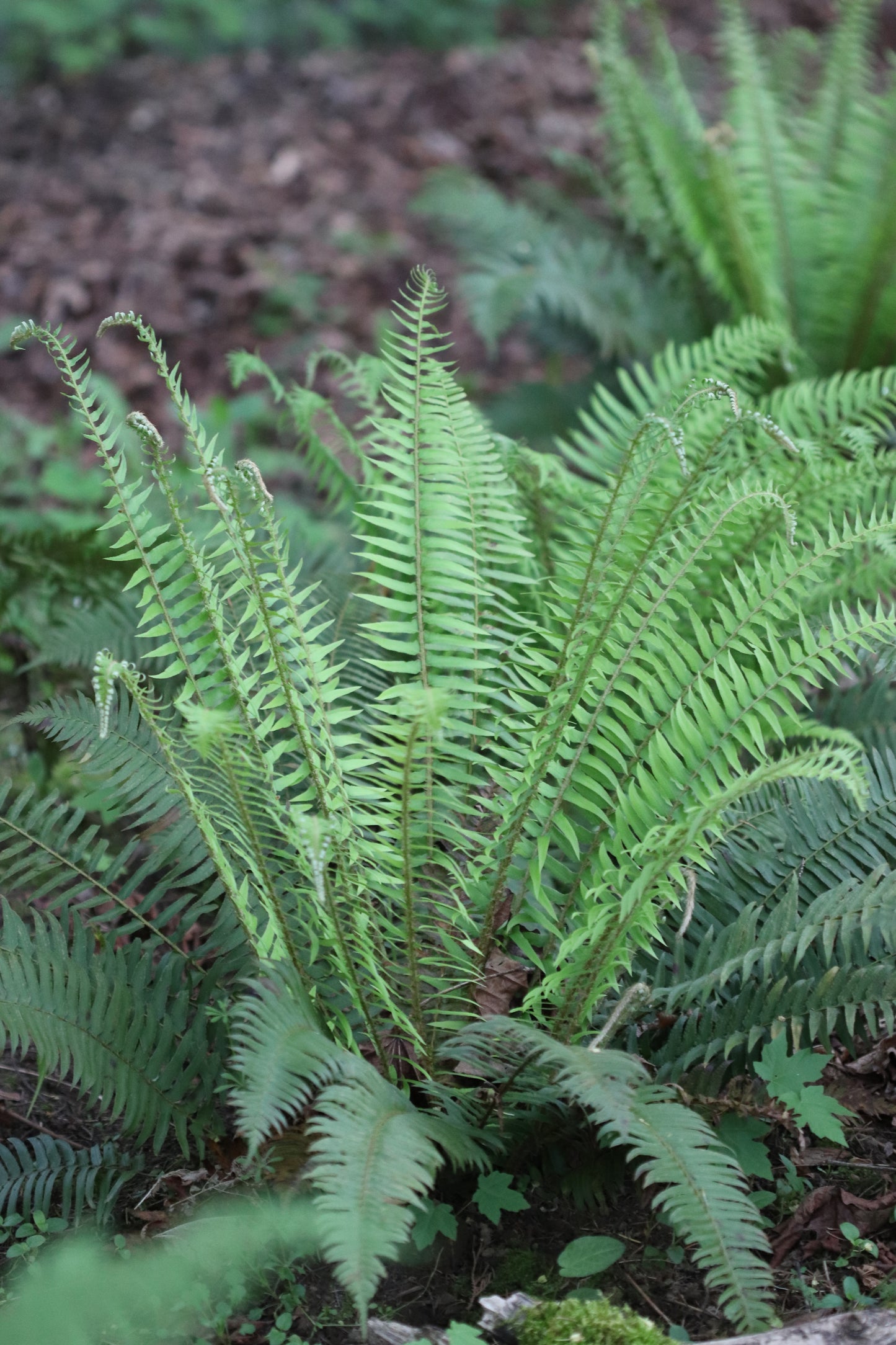 *RETAIL - Polystichum munitum