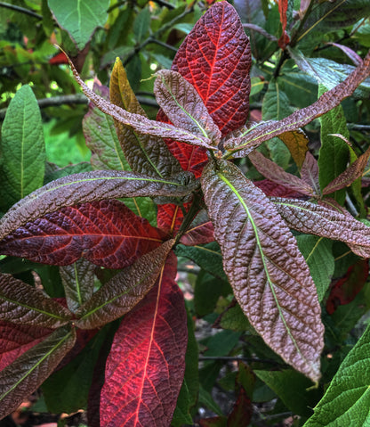 Quercus rysophylla 'JF GDN'