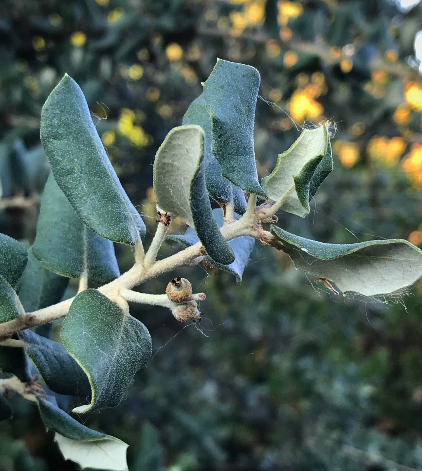 *RETAIL - Quercus rotundifolia