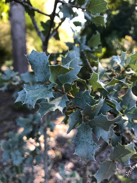 *RETAIL - Quercus turbinella