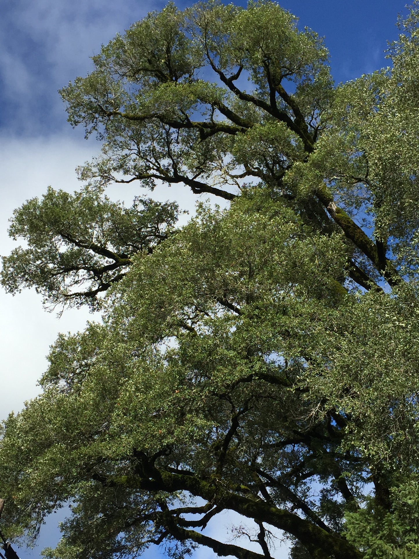 *RETAIL - Quercus chrysolepis - Fiddler Peak