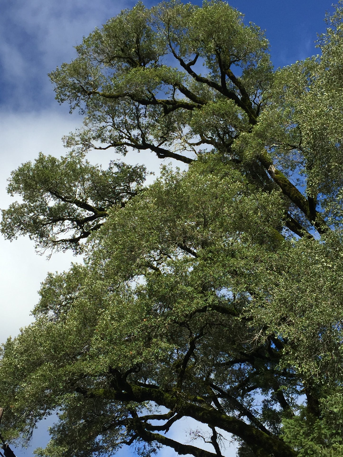 *RETAIL - Quercus chrysolepis SBH 7192