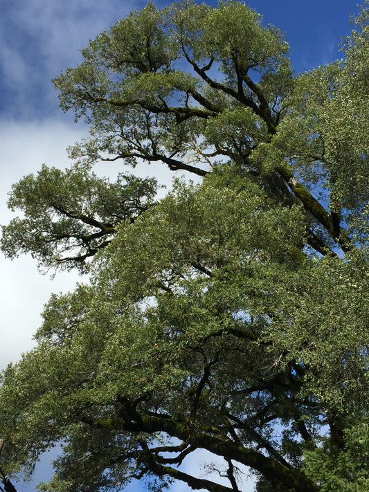 *RETAIL - Quercus chrysolepis - Figueroa Peak