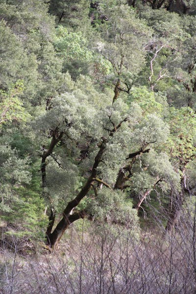 Quercus chrysolepis