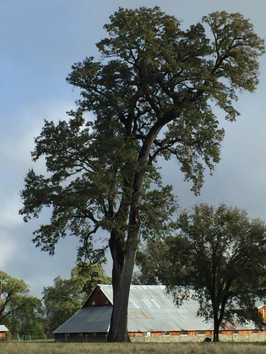 *RETAIL - Quercus lobata