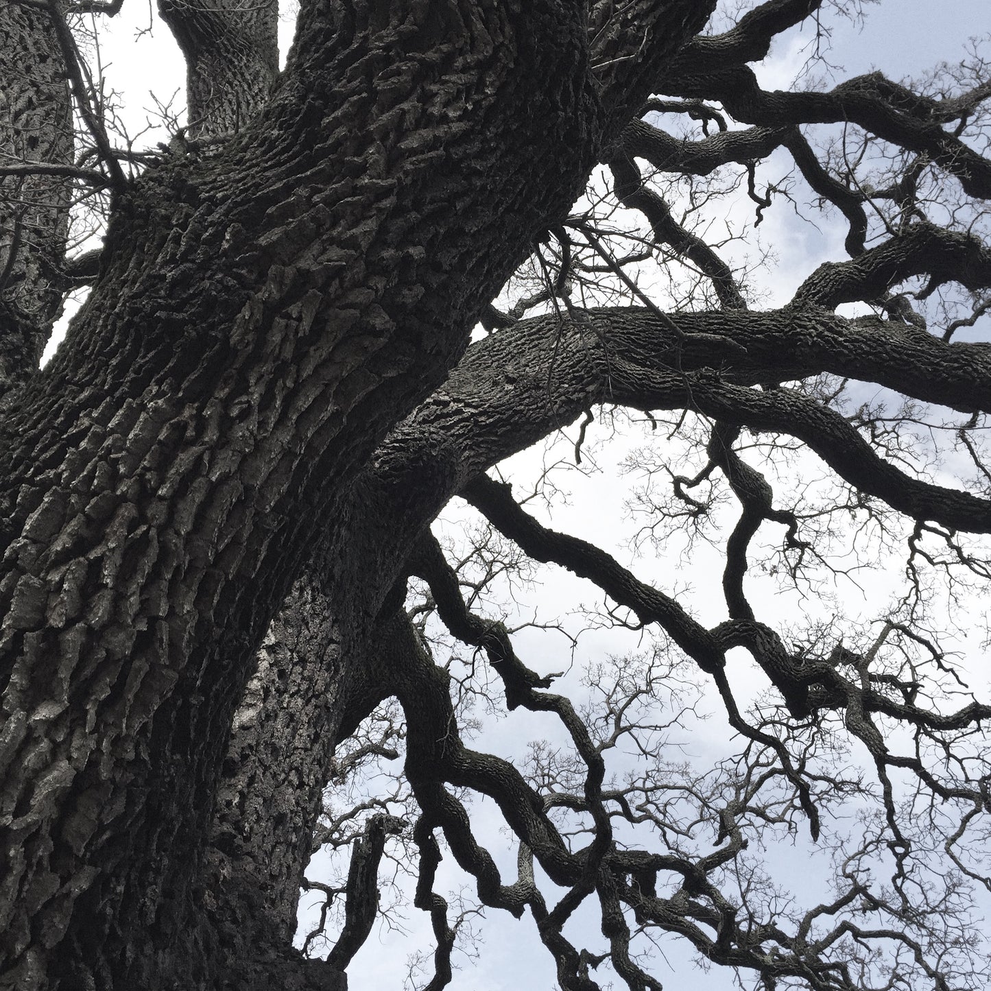 *RETAIL - Quercus lobata